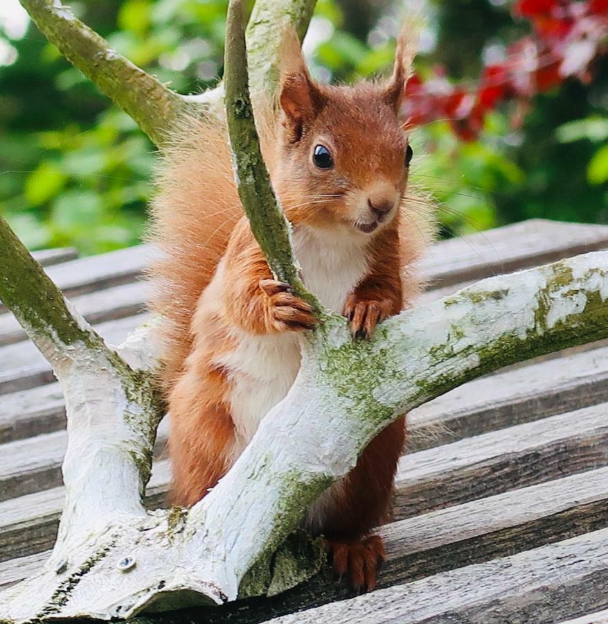 Red Squirrel Cottage Strathtay Экстерьер фото